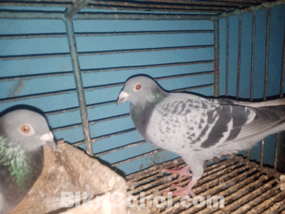 রেসার কবুতর